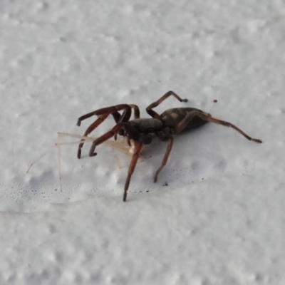 Lampona sp. (genus) (White-tailed spider) at Hughes, ACT - 20 Mar 2019 by JackyF