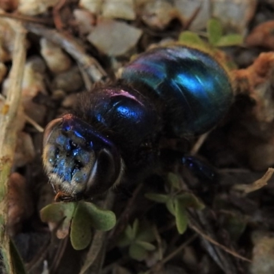 Xylocopa (Lestis) aerata (Golden-Green Carpenter Bee) at Cotter River, ACT - 21 Mar 2019 by JohnBundock
