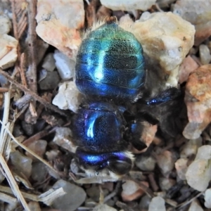 Xylocopa (Lestis) aerata at Cotter River, ACT - 21 Mar 2019 10:47 AM