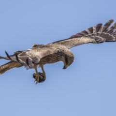 Milvus migrans (Black Kite) at Rendezvous Creek, ACT - 10 Feb 2019 by dannymccreadie