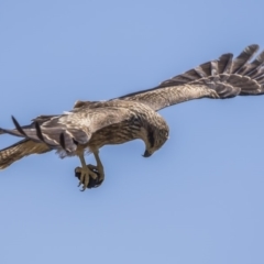 Milvus migrans (Black Kite) at Namadgi National Park - 10 Feb 2019 by dannymccreadie