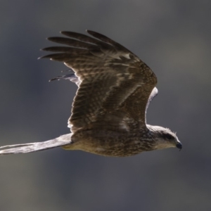 Milvus migrans at Rendezvous Creek, ACT - 10 Feb 2019 12:57 PM