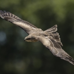 Milvus migrans at Rendezvous Creek, ACT - 10 Feb 2019 12:57 PM