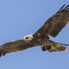 Milvus migrans at Rendezvous Creek, ACT - 10 Feb 2019 12:57 PM