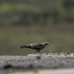 Milvus migrans at Rendezvous Creek, ACT - 10 Feb 2019 12:57 PM