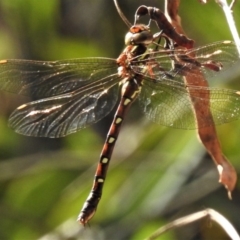 Austroaeschna pulchra (Forest Darner) at Lower Cotter Catchment - 21 Mar 2019 by JohnBundock