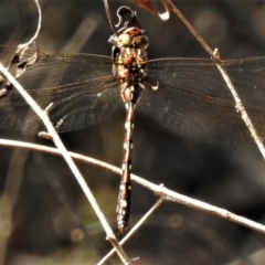 Austroaeschna pulchra at Cotter River, ACT - 21 Mar 2019 11:35 AM