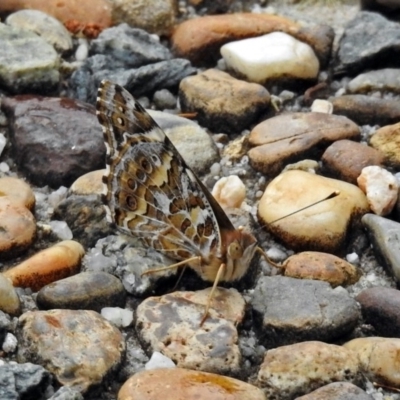 Vanessa kershawi (Australian Painted Lady) at Acton, ACT - 21 Mar 2019 by RodDeb