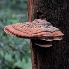 Ganoderma at ANBG - 21 Mar 2019 by RodDeb