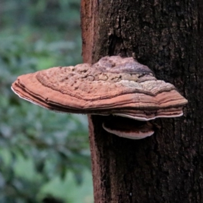 Ganoderma at ANBG - 21 Mar 2019 by RodDeb