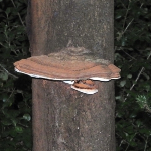 Ganoderma at Acton, ACT - 21 Mar 2019