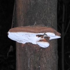 Ganoderma at Acton, ACT - 21 Mar 2019