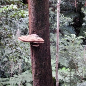 Ganoderma at Acton, ACT - 21 Mar 2019