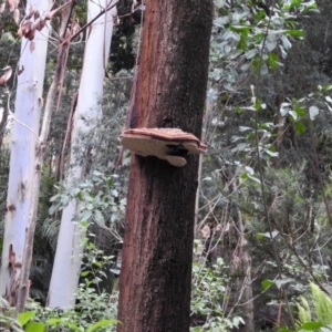 Ganoderma at Acton, ACT - 21 Mar 2019