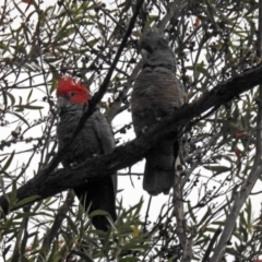 Callocephalon fimbriatum (Gang-gang Cockatoo) at ANBG - 21 Mar 2019 by RodDeb