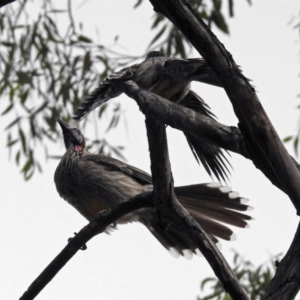 Anthochaera carunculata at Hackett, ACT - 21 Mar 2019