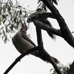 Anthochaera carunculata at Hackett, ACT - 21 Mar 2019