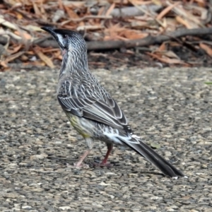 Anthochaera carunculata at Hackett, ACT - 21 Mar 2019