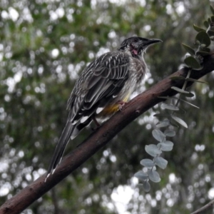 Anthochaera carunculata at Hackett, ACT - 21 Mar 2019