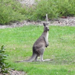 Macropus giganteus at Acton, ACT - 21 Mar 2019