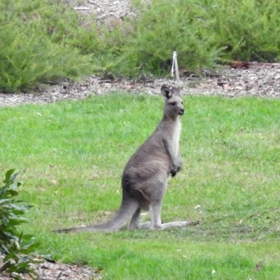 Macropus giganteus (Eastern Grey Kangaroo) at Acton, ACT - 21 Mar 2019 by RodDeb