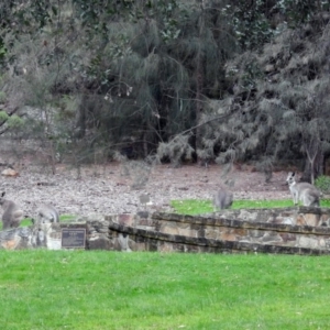 Macropus giganteus at Acton, ACT - 21 Mar 2019