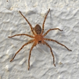 Sparassidae (family) at Acton, ACT - 21 Mar 2019 05:58 PM