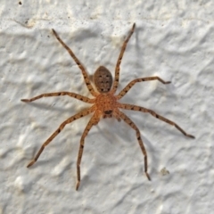 Sparassidae sp. (family) (A Huntsman Spider) at Acton, ACT - 21 Mar 2019 by RodDeb