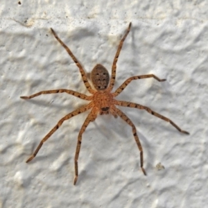 Sparassidae (family) at Acton, ACT - 21 Mar 2019