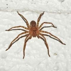 Sparassidae (family) at Acton, ACT - 21 Mar 2019 05:58 PM