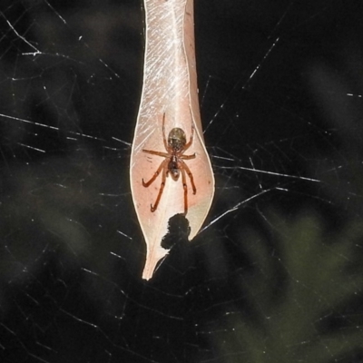 Phonognatha graeffei (Leaf Curling Spider) at Acton, ACT - 21 Mar 2019 by RodDeb