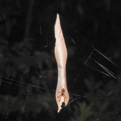 Phonognatha graeffei at Acton, ACT - 21 Mar 2019 07:15 PM