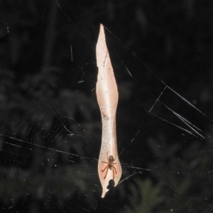 Phonognatha graeffei at Acton, ACT - 21 Mar 2019