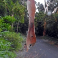 Phonognatha graeffei at Acton, ACT - 21 Mar 2019