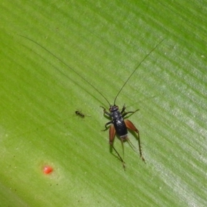 Trigonidium australiana at Acton, ACT - 21 Mar 2019