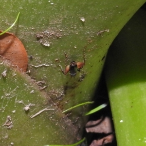 Trigonidium australiana at Acton, ACT - 21 Mar 2019