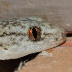 Christinus marmoratus (Southern Marbled Gecko) at Evatt, ACT - 20 Mar 2019 by TimL