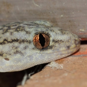 Christinus marmoratus at Evatt, ACT - 20 Mar 2019 04:54 AM