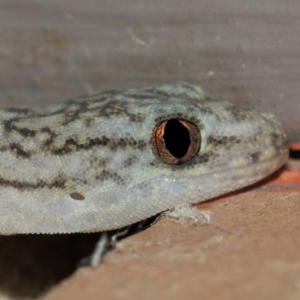 Christinus marmoratus at Evatt, ACT - 20 Mar 2019 04:54 AM