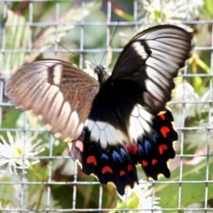 Papilio aegeus (Orchard Swallowtail, Large Citrus Butterfly) at Yellow Pinch, NSW - 24 Feb 2019 by RossMannell