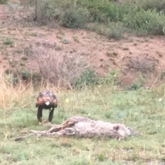 Aquila audax (Wedge-tailed Eagle) at Paddys River, ACT - 22 Mar 2019 by davobj