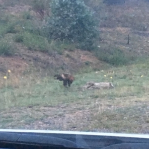 Aquila audax at Paddys River, ACT - 22 Mar 2019 07:08 AM