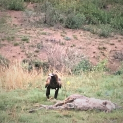 Aquila audax at Paddys River, ACT - 22 Mar 2019 07:08 AM