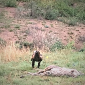 Aquila audax at Paddys River, ACT - 22 Mar 2019 07:08 AM