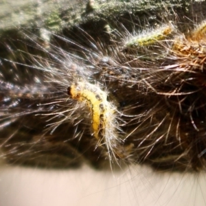 Lepidoptera unclassified IMMATURE at Yellow Pinch, NSW - 24 Feb 2019 01:48 PM