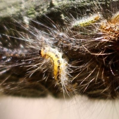 Lepidoptera unclassified IMMATURE (caterpillar or pupa or cocoon) at Yellow Pinch, NSW - 24 Feb 2019 by RossMannell