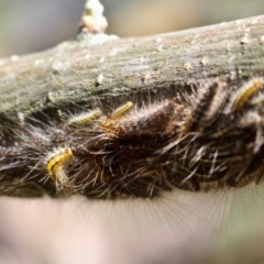 Lepidoptera unclassified IMMATURE at Yellow Pinch, NSW - 24 Feb 2019 01:48 PM