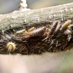 Lepidoptera unclassified IMMATURE at Yellow Pinch, NSW - 24 Feb 2019 01:48 PM