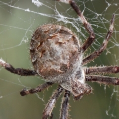 Hortophora transmarina (Garden Orb Weaver) at ANBG - 20 Mar 2019 by TimL