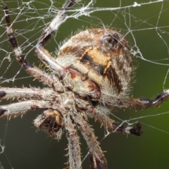 Hortophora transmarina at Hackett, ACT - 20 Mar 2019